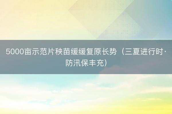5000亩示范片秧苗缓缓复原长势（三夏进行时·防汛保丰充）